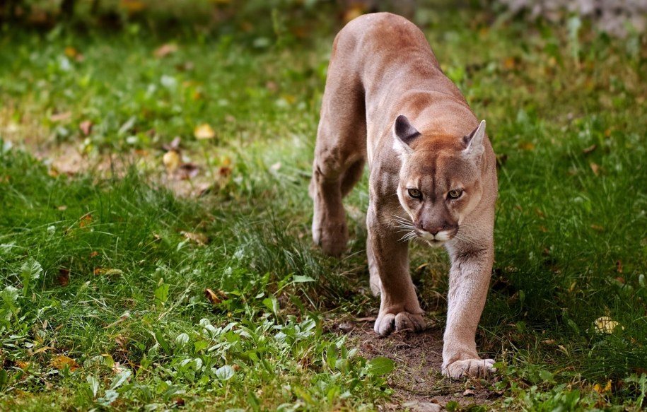 Puma grasuje w Niemczech? Służby w stanie najwyższej gotowości