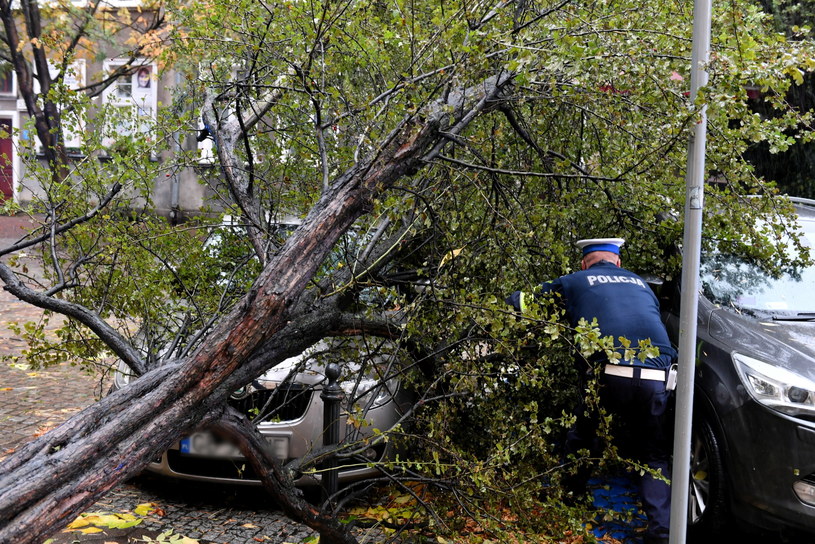 Służby pracujące nad usunięciem drzewa, które wskutek silnego wiatru powaliło się na samochody przy ul. Świętego Ducha w Gdańsku. / 	Adam Warżawa    /PAP