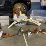 przemyt Służby przechwyciły tysiące przedmiotów. Wszystko z zagrożonych zwierząt