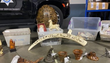 Służby przechwyciły tysiące przedmiotów. Wszystko z zagrożonych zwierząt