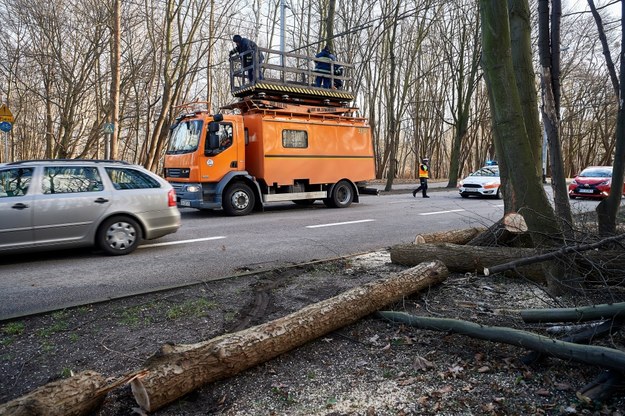 Służby techniczne naprawiają trakcję trolejbusową w Gdyni, uszkodzoną przez połamane drzewo wskutek silnego wiatru wiejącego na Wybrzeżu / 	Adam Warżawa    /PAP