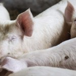 Służby weterynaryjne alarmują: Pomór świń tuż przy polskiej granicy