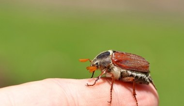 Słychać ciężkie buczenie. Nadlatuje olbrzym, którego wielu w Polsce się boi