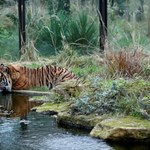 Słynne Zoo walczy o przetrwanie