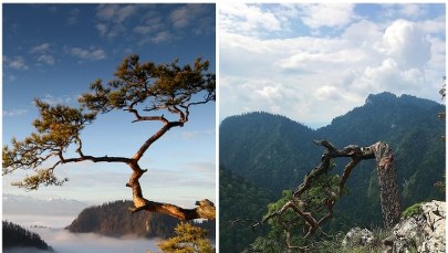 Słynny 500-letni symbol Pienin został zniszczony w trakcie akcji ratowniczej