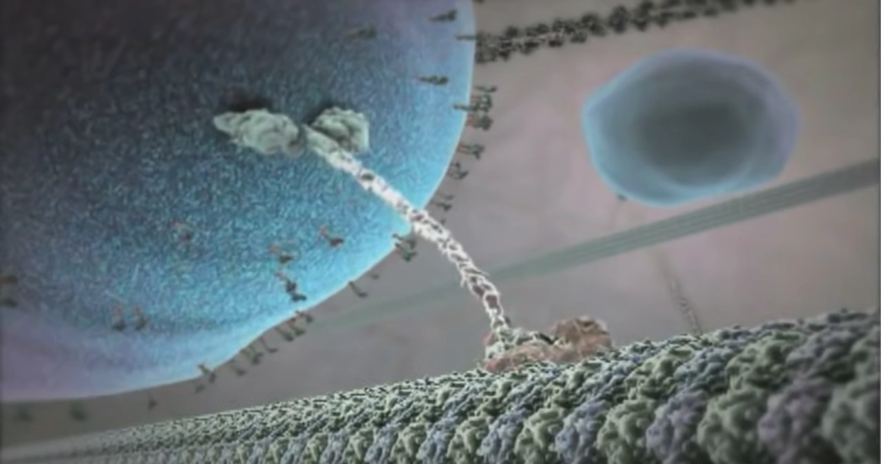 Słynny fragment animacji, który ma przedstawiać transport kuli endorfiny /The Inner Life of the Cell Animation/XVIVO Scientific Animation/zrzut ekranu /YouTube