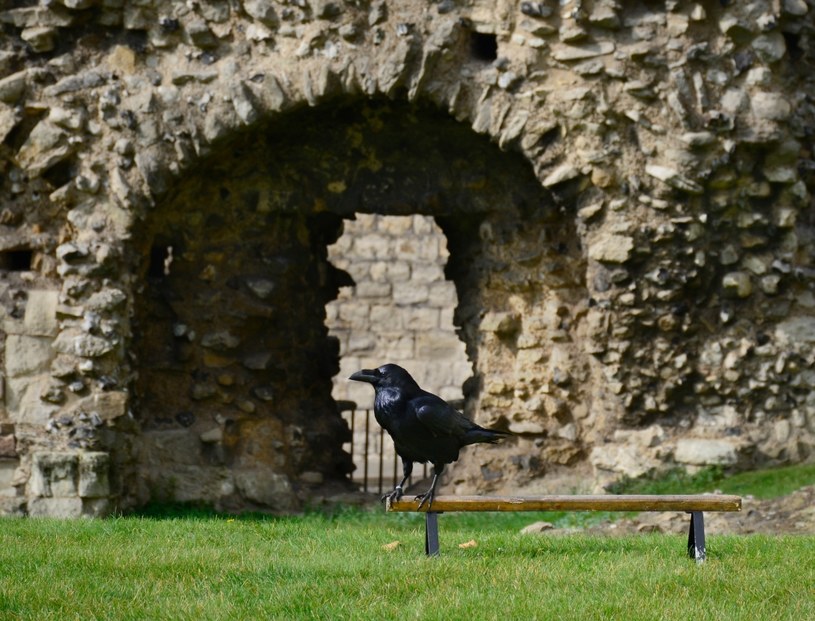 Słynny kruk z Tower of London /Robert Alexander  /Getty Images
