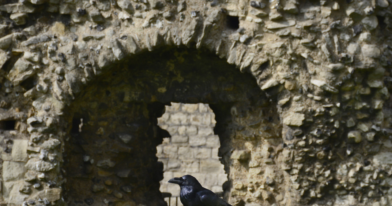 Słynny kruk z Tower of London /Robert Alexander  /Getty Images