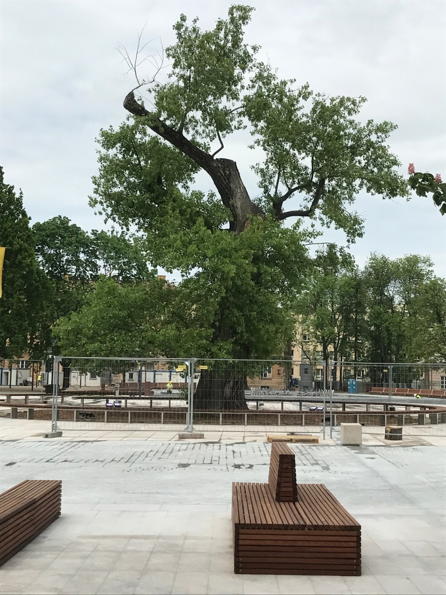 Słynny lubelski Baobab /Krzysztof Kot /RMF FM