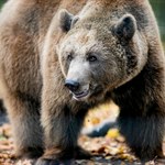 Słynny niedźwiedź Baloo nie żyje. Był symbolem zoo w Poznaniu