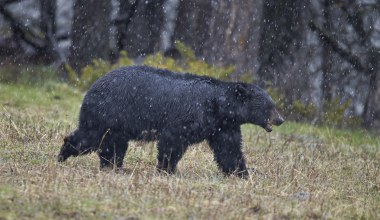 Słynny niedźwiedź eksmitowany z piwnicy. Szuka nowego domu