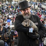 Słynny świstak został ojcem. Pierwszy raz od 138 lat