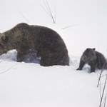 Słyszymy o nich coraz częściej. Dlaczego niedźwiedzie nie zapadają w sen zimowy?