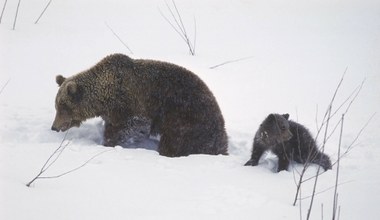 Słyszymy o nich coraz częściej. Dlaczego niedźwiedzie nie zapadają w sen zimowy?