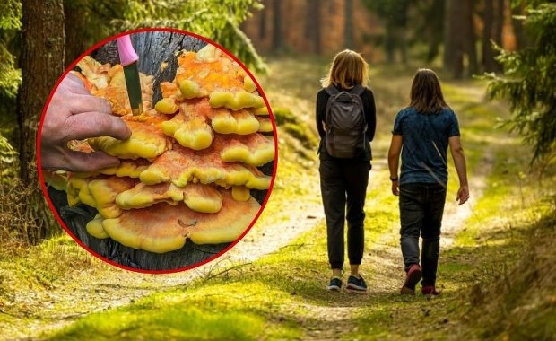 Smakuje jak kurczak, rośnie na drzewie. Ten grzyb to prawdziwy hit maja