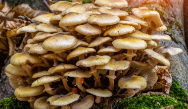 Smakuje jak miód. Ten popularny grzyb rośnie teraz w lasach