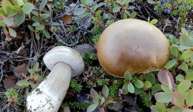 Smakuje jak prawdziwek, ale wielu grzybiarzy go omija. Rośnie pod brzozą