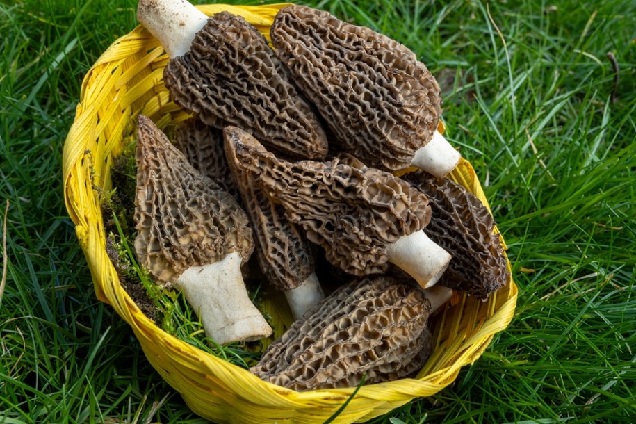 Smardze /Shutterstock