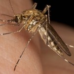 Smartfon ostrzeże przed komarami