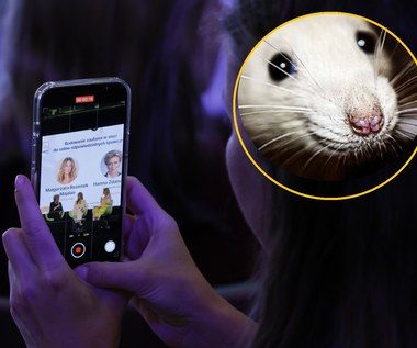 Smartfony przyspieszyły dojrzewanie szczurów. Z ludźmi może być tak samo