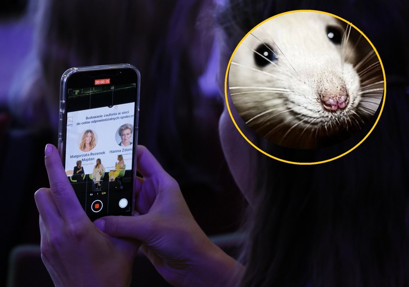 Smartfony wpłynęły na zdrowie szczurów. To sygnał ostrzegawczy dla ludzi /East News