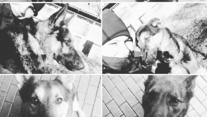 Śmierć 6 policyjnych psów. Znamy przyczynę awarii ciepłowniczej