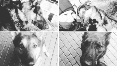 Śmierć 6 psów. Policja będzie miała problem z odtworzeniem laboratorium