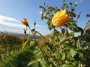 The death of dinosaurs gave us roses.  The sudden impact of the extinction of giants