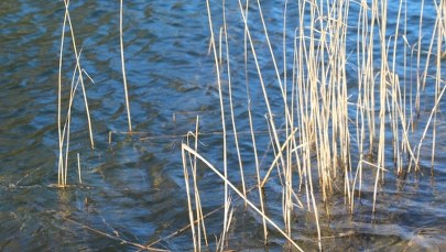 Śmierć dwójki nurków. Wyłowiono ich z Jeziora Lusowskiego
