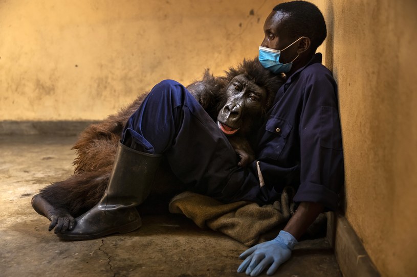 Śmierć gorylicy Ndakasi /Brent Stirton /Getty Images