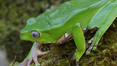 Śmierć kobiety po "ceremonii Kambo". Prokuratura sprawdzi warsztaty medycyny naturalnej