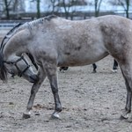 Śmierć kolejnej klaczy w Janowie Podlaskim. "Nieszczęśliwy wypadek, a nie ingerencja człowieka"