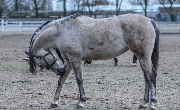 Śmierć kolejnej klaczy w Janowie Podlaskim. "Nieszczęśliwy wypadek, a nie ingerencja człowieka"