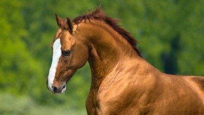 Śmierć konia na ulicy. Zwierzę ciągnęło dorożkę 