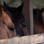 Śmierć konia w Świnoujściu. Prokuratura bada sprawę znęcania