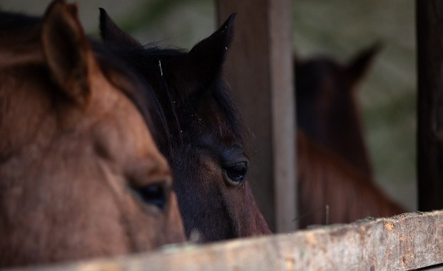 Śmierć konia w Świnoujściu. Prokuratura bada sprawę znęcania