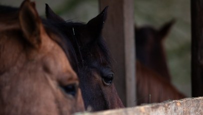 Śmierć konia w Świnoujściu. Prokuratura bada sprawę znęcania