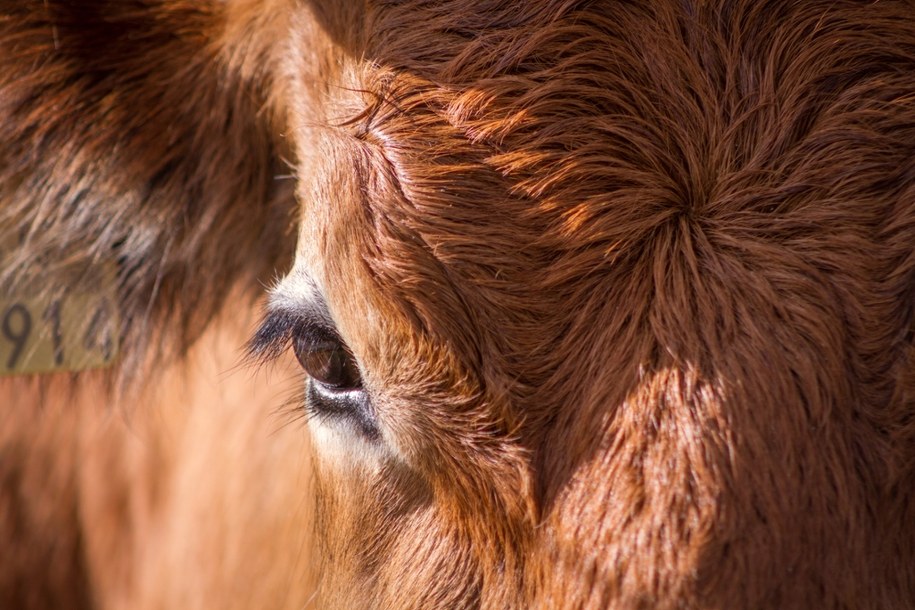 Śmierć na gospodarstwie. Byki zabiły 60-latka, służby nie zdołały pomóc /Shutterstock