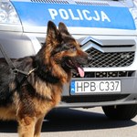 Śmierć psa w policyjnym radiowozie. Drugie zwierzę ledwo przeżyło 