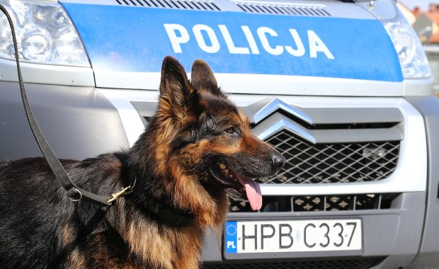 Śmierć psa w policyjnym radiowozie. Drugie zwierzę ledwo przeżyło 