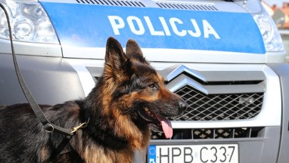 Śmierć psa w policyjnym radiowozie. Drugie zwierzę ledwo przeżyło 