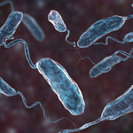 Śmiercionośne bakterie migrują na północ. Zmiany klimatu zagrażają zdrowiu