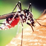 Śmiercionośne komary zagrażają Europie