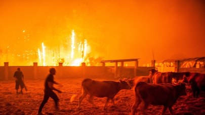 Śmiercionośne pożary w Portugalii i Hiszpanii. Zginęło co najmniej 30 osób