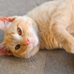 Śmiercionośny wirus tkwi w komórkach kotów. Naukowcy dokonali przełomu