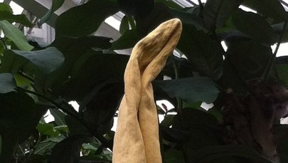 Śmierdzący kwiat tytan usycha