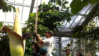 Śmierdzący olbrzym przyciąga tłumy turystów [ZDJĘCIA]