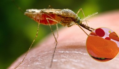 Śmiertelna choroba powraca przez deszcze. Mamy powody do niepokoju