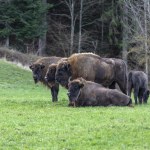 Śmiertelna choroba w stadzie żubrów. Padła decyzja o eutanazji