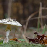 Śmiertelnie niebezpieczne mity o grzybach
